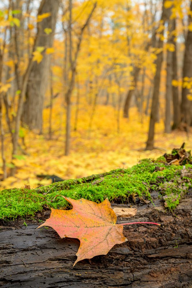 A vertical image of a fall color scene. At the bottom of the frame, a single orange maple leaf sits on the dark, damp wood of a fallen tree. Most of the bark on the tree has fallen off. What remains, behind the leaf, is covered in green moss.

Behind the log and somewhat out of focus, the forest floor is covered in yellow leaves from young maple saplings. Above the floor, more yellow leaves cling to young maple trees.