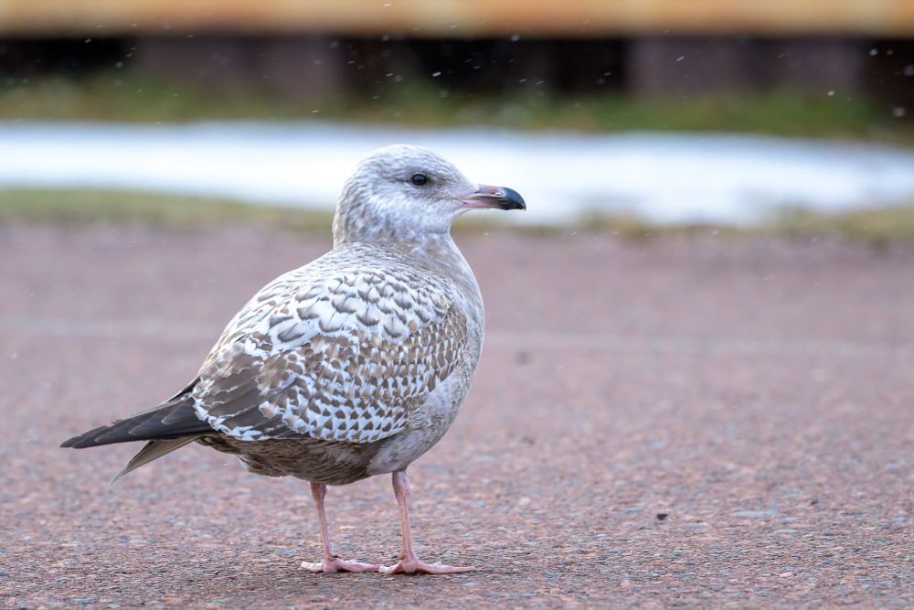 A juvenile gull. The gull has pale pink feet, mottled brown, gray, and black feathers over a white base, and a black tail. The bird's head has a white base of feathers but is heavily streaked with gray. The bird's eye appears black but is dark brown with a black pupil upon zooming in. The bird's bill is pink with a black tip.  

The bird is facing quartering away from the photographer, standing in a paved parking lot, looking at the harbor. In the background, the harbor and harbor wall can be seen beneath a glowing orange afternoon sky. Small snowflakes are falling across the scene.
