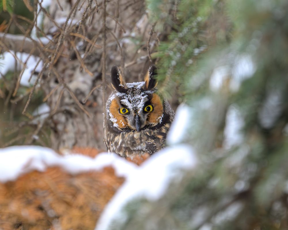 A Long-eared Owl stares at the photographer. The bird is sitting in a pine tree, surrounded by a tangle of bare branches, green needles, brown needles, and snow. 

The owl has a reddish-brown facial disc, bordered by dark brown feathers. It has snow on its forehead, the top of its head, and the edges of its facial disc. The bird has several long, black feathers that stick up, giving it its name. The ear feathers are bordered by lighter brown. The owl has piercing yellow eyes.