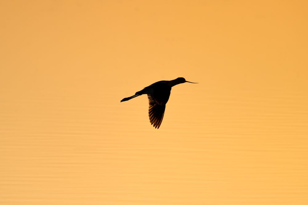 An American Avocet glides above perfectly still water that reflects the deep golden color of the sunset. The Avocet is completely silhouetted. The Avocet has a long, thin bill that curves upwards near the end. It's wings are extended downward and the wing tips glow from the sun behind. The bird's long legs are extended behind.