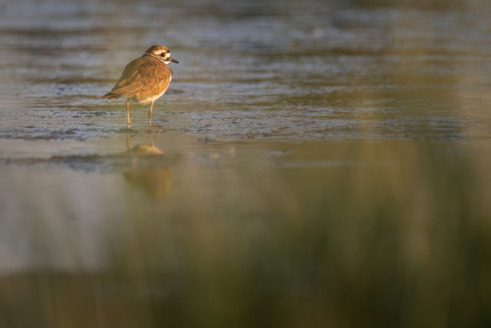 A Killdeer - a small shorebird - faces away from the camera in the upper left side of the photo, looking to the right, at the edge of a body of water. The bird's white belly can be seen. Its back and head are brown, with a white face and black eye line. There is a white and black ring around its neck. The bird has a bright orange ring around its eyes. The bird is bathed in golden sunlight.

The bird is seen through the tops of sunlight grasses, increasing the golden glow of the scene. The bottom half of the image is much darker green grasses, rising from the bottom left towards the upper right of the image, framing the bird.