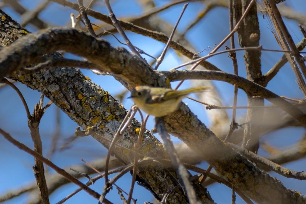 An out-of-focus photo of a ruby-crowned kinglet. The bird is small, olive and yellow in color, with a red crown visible on top of its head.
