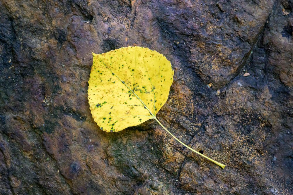 A golden aspen leaf laying on a rock. The leaf lies diagonally from the upper left to the lower right. The leaf is bright yellow, with spots of green and dark yellow. The rock is damp, largely brown, and heavily textured. Cracks in the rock are stained darker colors.
