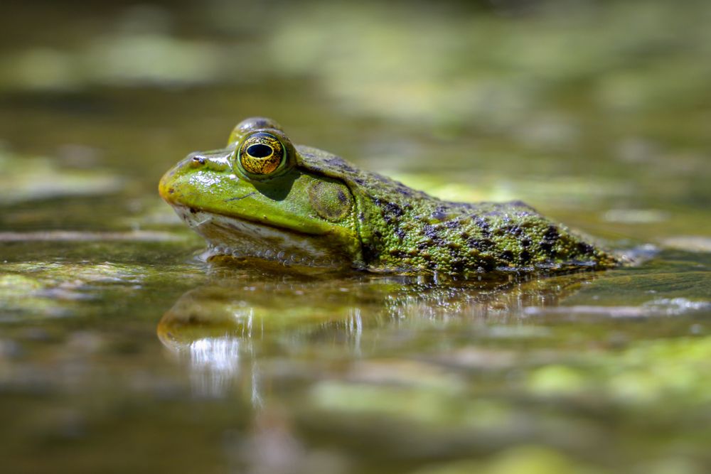 An American Bullfrog sitting in an algae covered pond. The Bullfrog is in profile, its back submerged, facing to the left. The back is mottled green and black textured skin. The front half of the frog is green and smooth, with a white throat, and gold eyes. A partial reflection can be seen in the water.