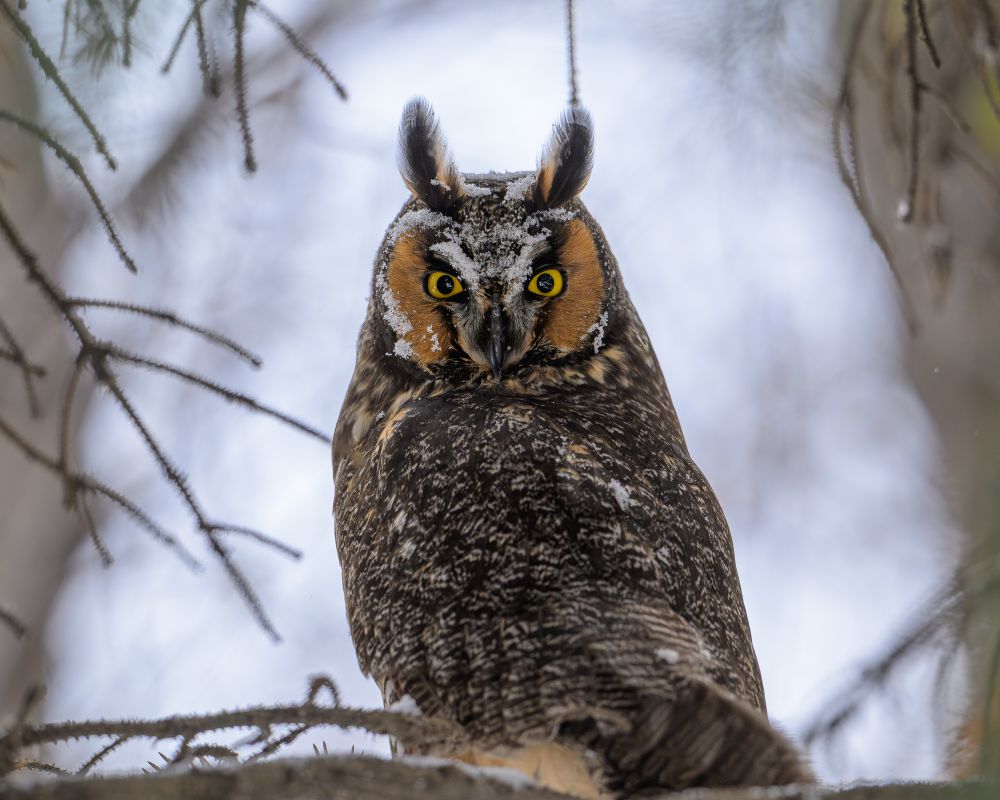 A Long-Eared Owl sitting on a branch, surrounded by bare pine branches. The bird is facing away from the camera with its head turned toward the photographer. It's back and wings are black with tan feathers. The bird's facial disc is a medium brown color, with gray feathers around the beak and black and tan feathers on the forehead. It's "ear" feathers are up. The feathers are black, with light brown feathers near the base on both sides of the feathers. The eyes are yellow with large black pupils. Behind the bird, the sky is cloudy.