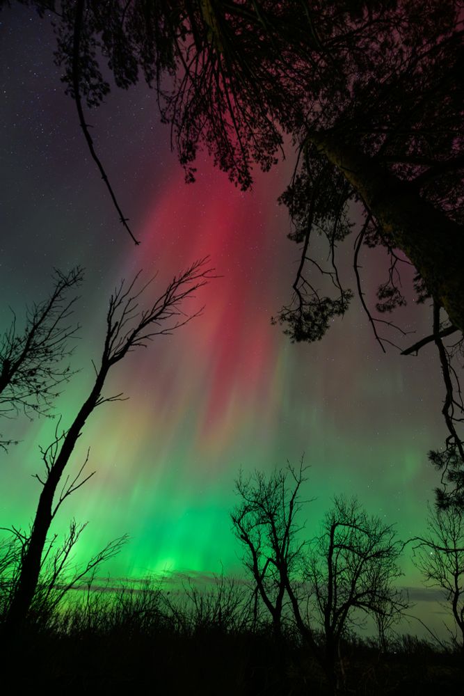 The Northern Lights dance in the sky, viewed from inside an area of trees. A large pine tree extends diagonally up and to the left frames the upper right and top of the photo. Below, grasses and defoliated trees extend from the bottom of the frame. On the horizon, the aurora is mainly green, with a thin layer of clouds just above the horizon. A column of light extends upwards, transitioning from red to a deep pink color.