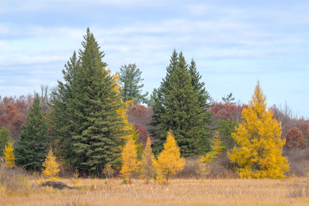 A fall scene at the edge of a wetlands. In the foreground is dried reeds and grasses. A small beaver lodge can be seen in the marsh on the left. Behind the marsh, tamaracks are golden. Behind the tamaracks are green pine trees. Behind the pines are oaks with red leaves. The sky above is textured and cloudy.