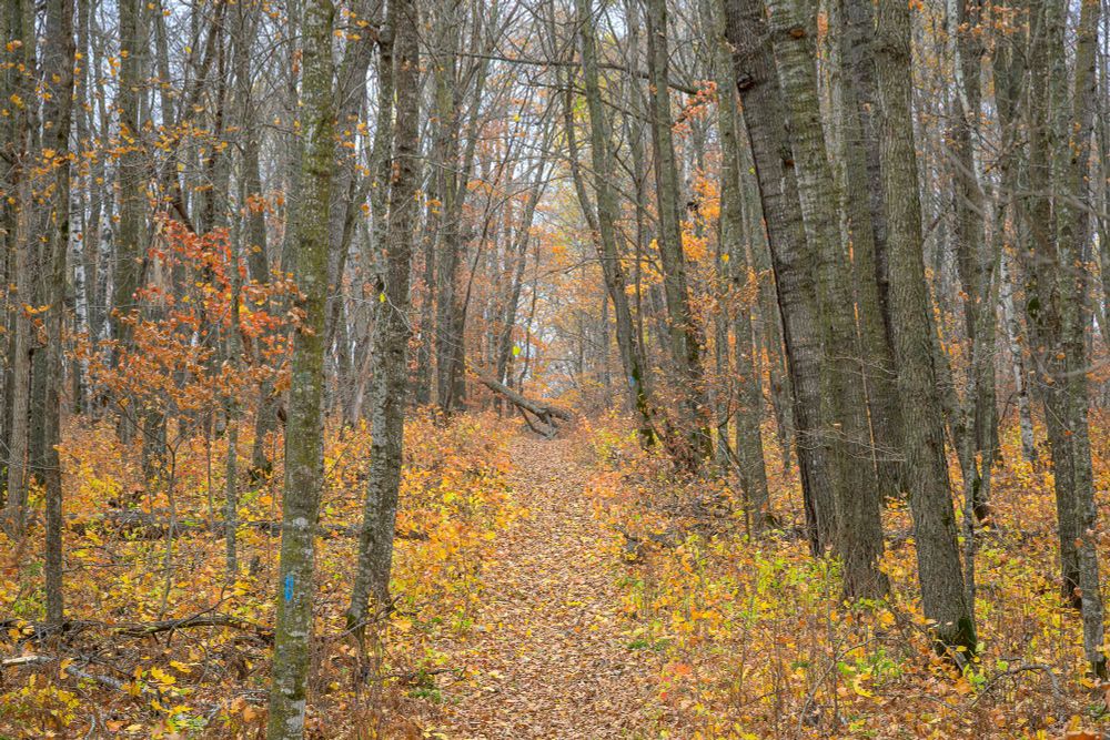A hiking trail, covered in brown and orange leaves, heads through the center of the photo. The trail is surrounded by tree trunks that lean in over the trail, giving the impression of a tunnel. The ground is covered in small saplings with orange, yellow, and green leaves. A cloudy sky is partially visible through the trees, and mist hangs in the air.