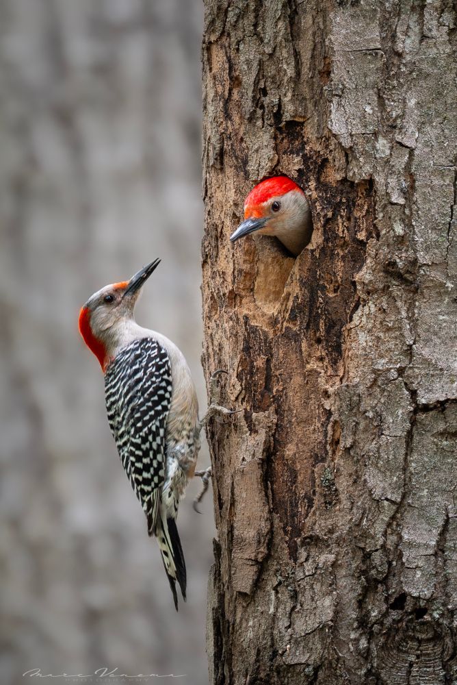 A red-bellied woodpecker peeks out of its nest, as its partner awaits closely beside to take over nesting duties,.