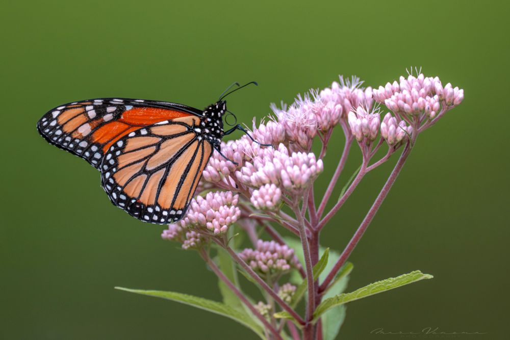 A Monarch Butterfly feeds on Joe Pye Weed. The butterfly is sideways on the wildflower and the background is green.