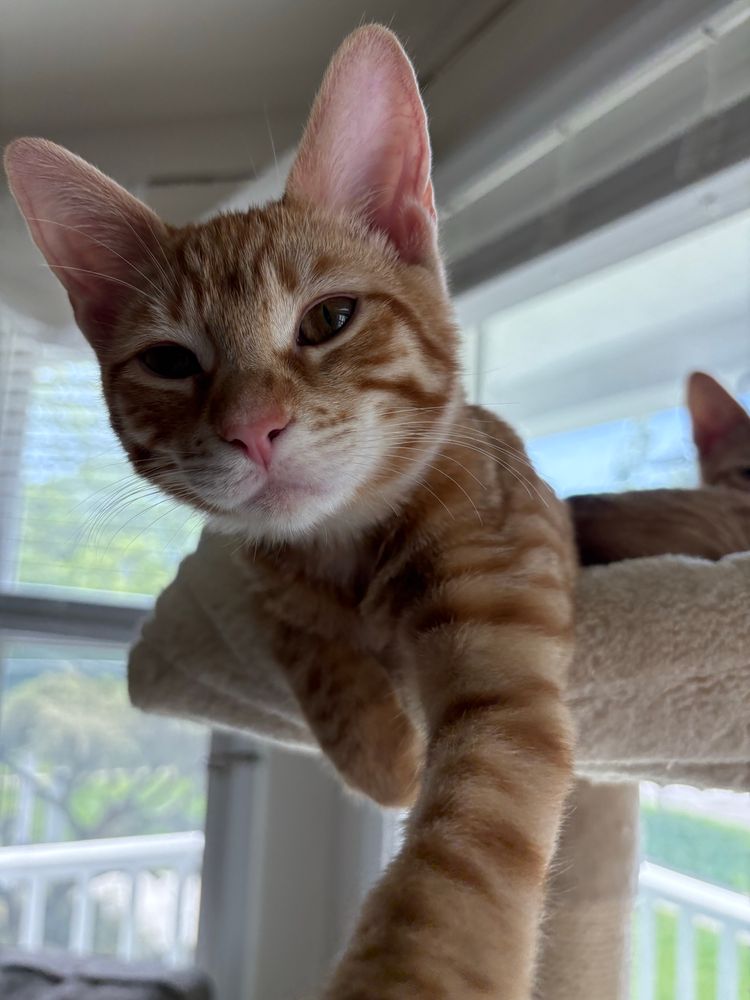 orange tabby kitten lounging on the top level of a cat tower with two paws extended over the edge of the platform