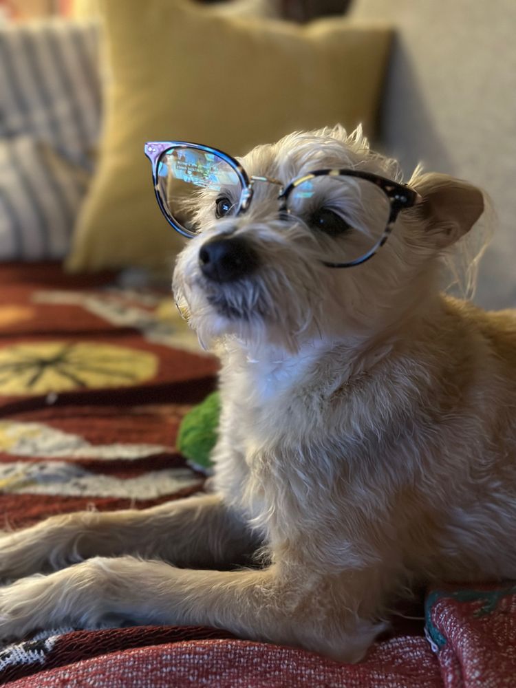 Dog wearing glasses