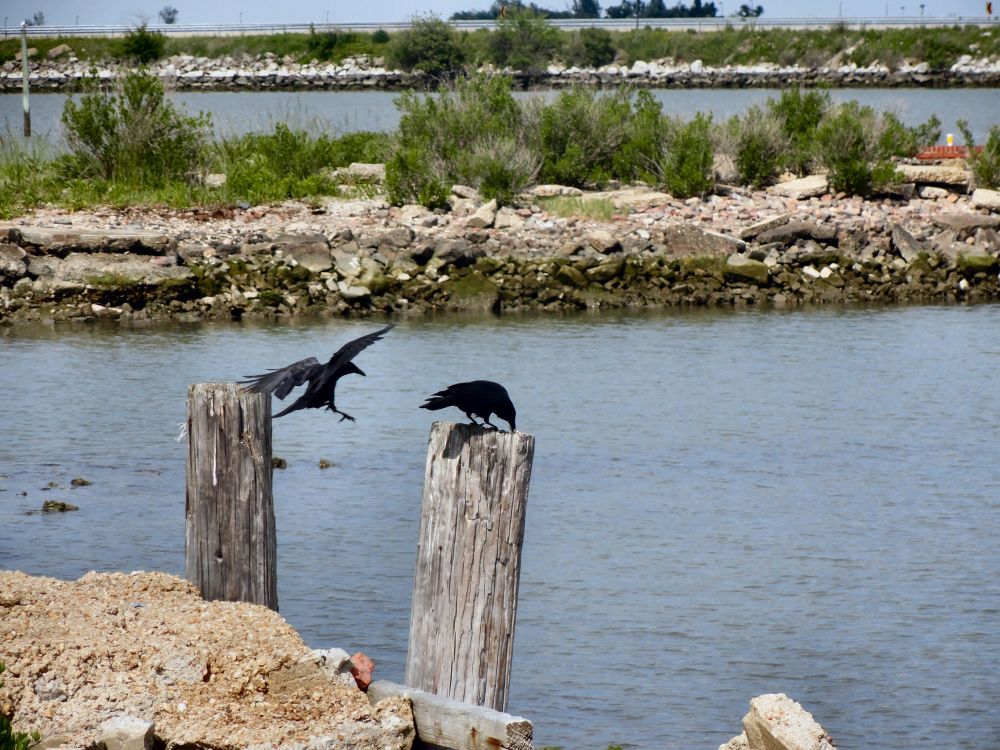 Crow on a wooden piling with something in its beak. Another crow has hopped off of a nearby piling and is coming in to argue over the morsel (which turned out to be a fishing lure). The background is a body of water with rip rap stabilizing the shoreline.