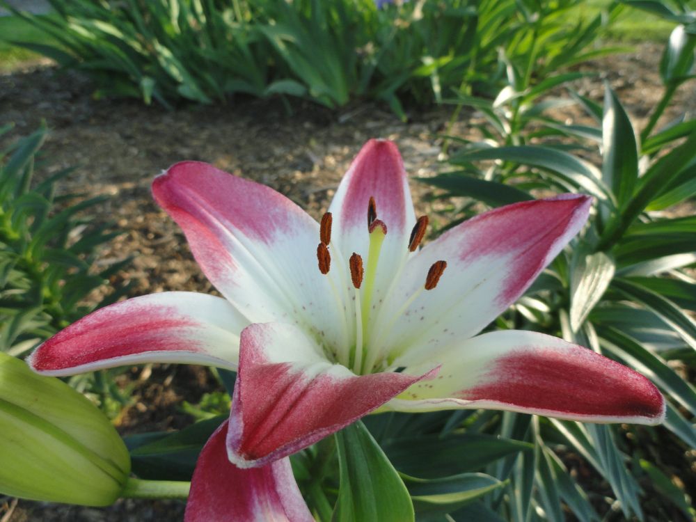 Hot pink and white six petalled flower with prominent stamens. The background is mulch and plant foliage.