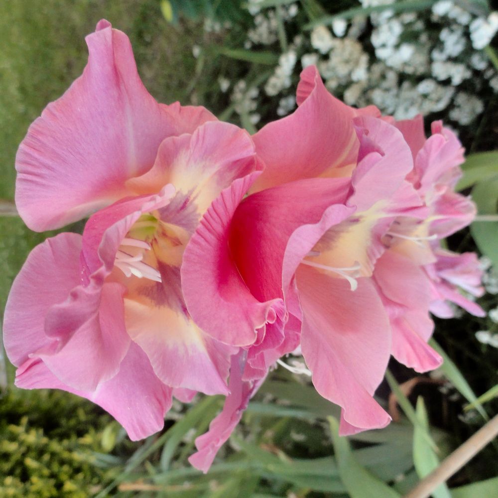 Pink gladiolus, practically filling the image. Some small white flowers and green foliage can be seen in the background.