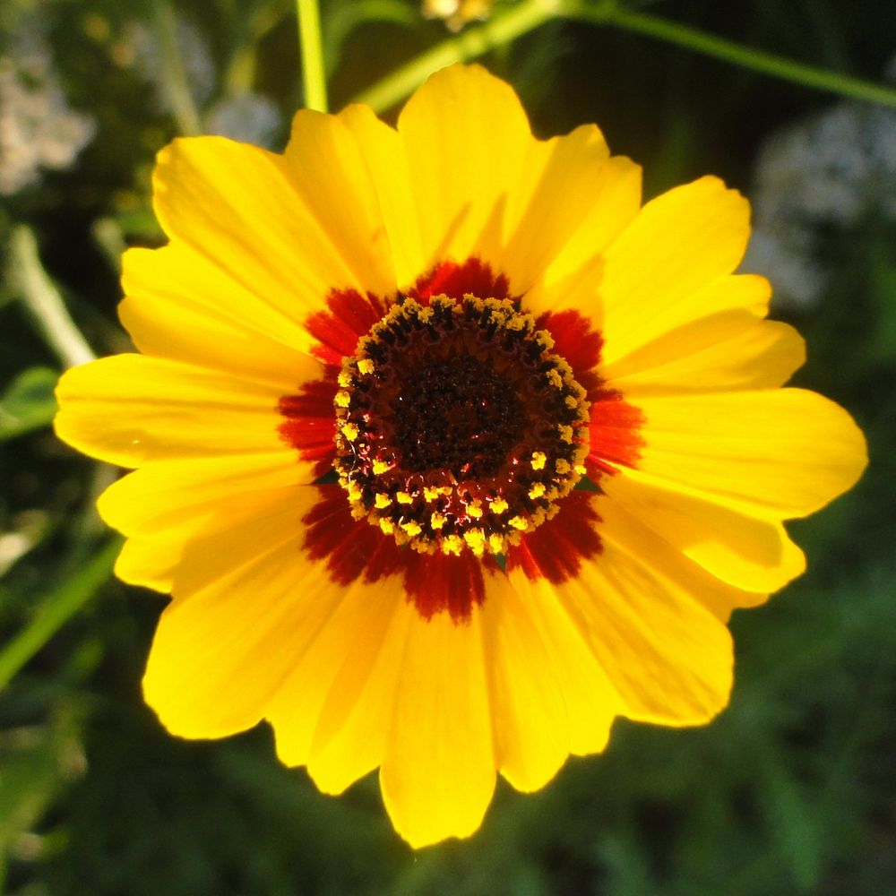 Yellow many-petalled flower with a red center. The background is green.