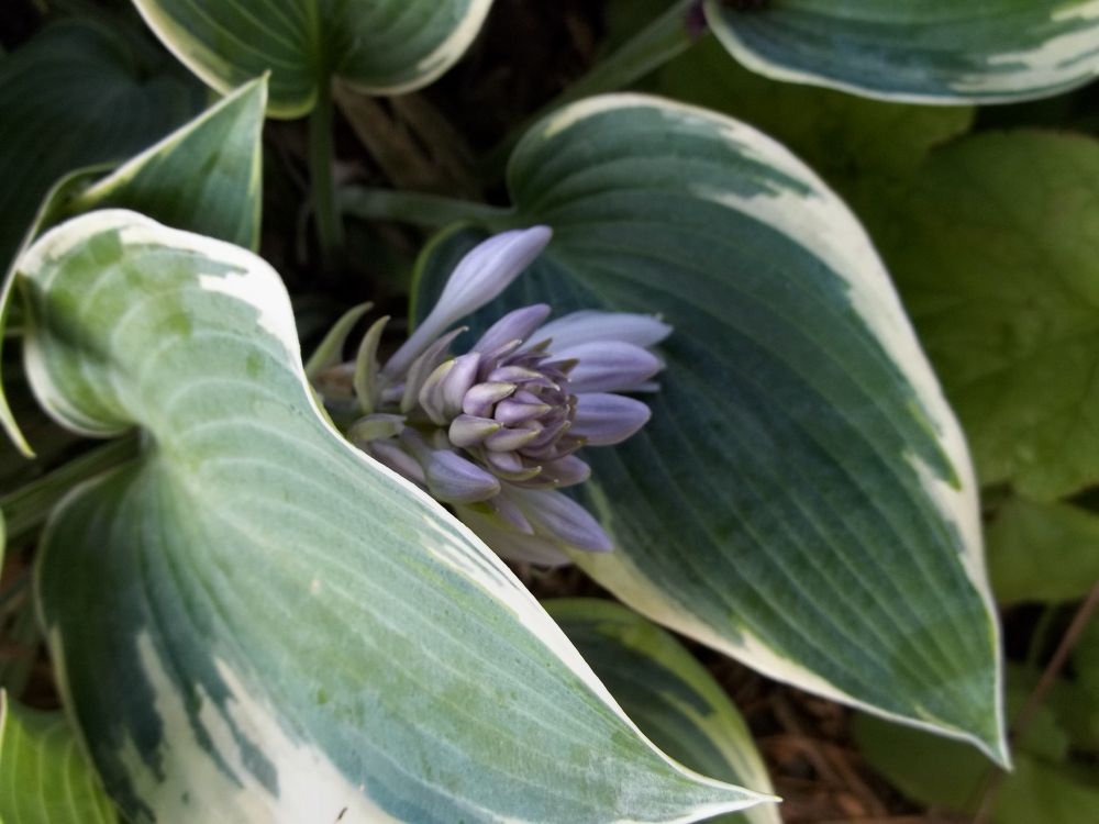 Pale lilac flowers protruding from between the large green and yellow leaves of a hosta