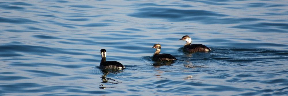 Three horned grebes swimming in open water.