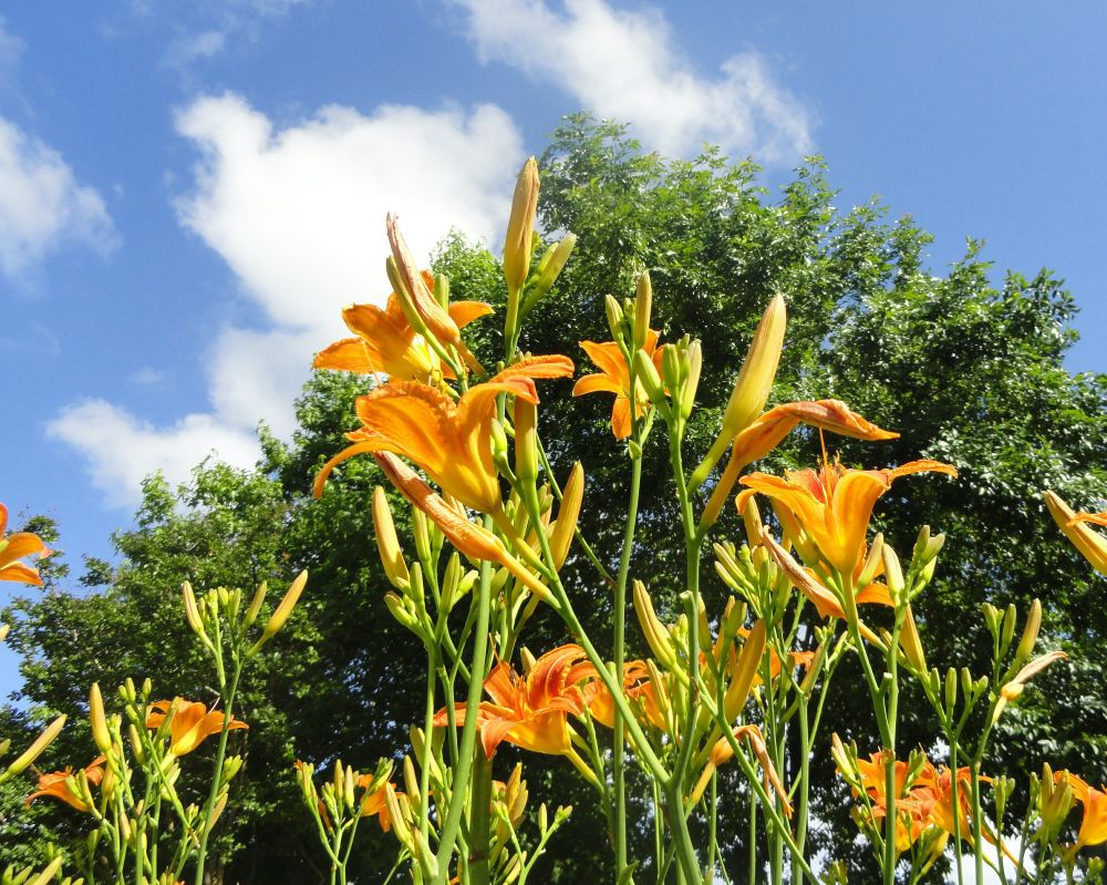 orange daylilies shown against the crown of a Sweet Gum tree. The background is a blue sky with white clouds.