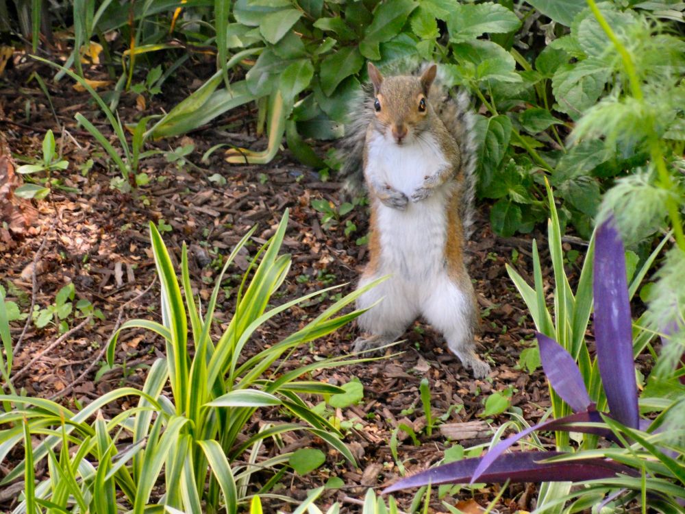 Squirrel standing in a garden bed of green plants and brown mulch.