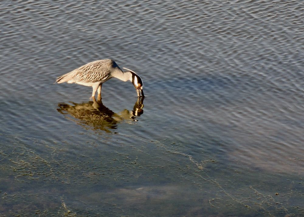 Yellow crowned night heron with its beak open and in the water. The water is knee deep on the bird and the surface is covered in small ripples