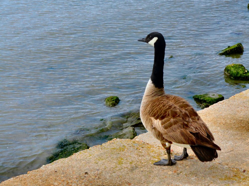 Canada Goose standing on a cement seawall looking out over the water