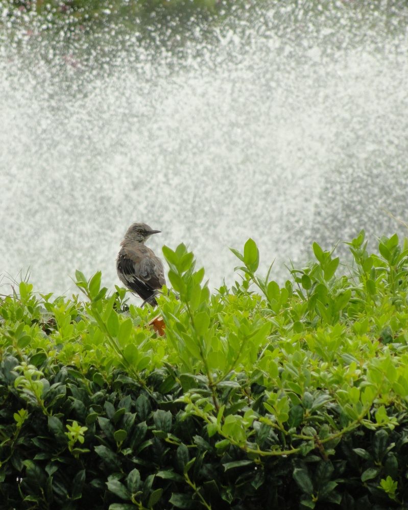 Northern Mockingbird perched on a green hedge, against a backdrop of the spray from a fountain.