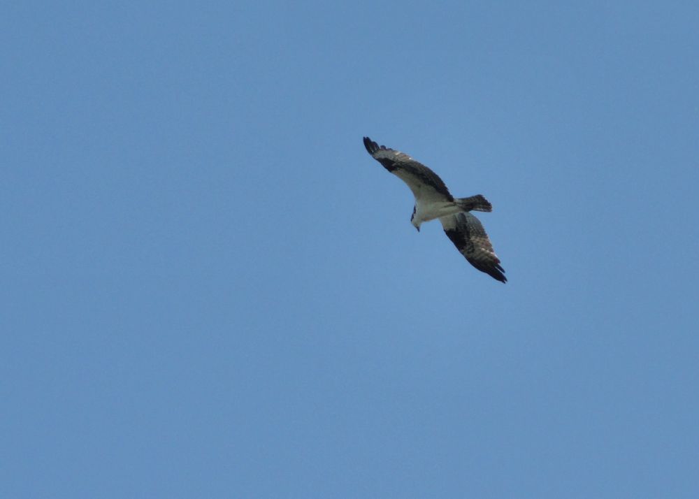 An osprey flying, wings outstretched, against a clear blue sky.