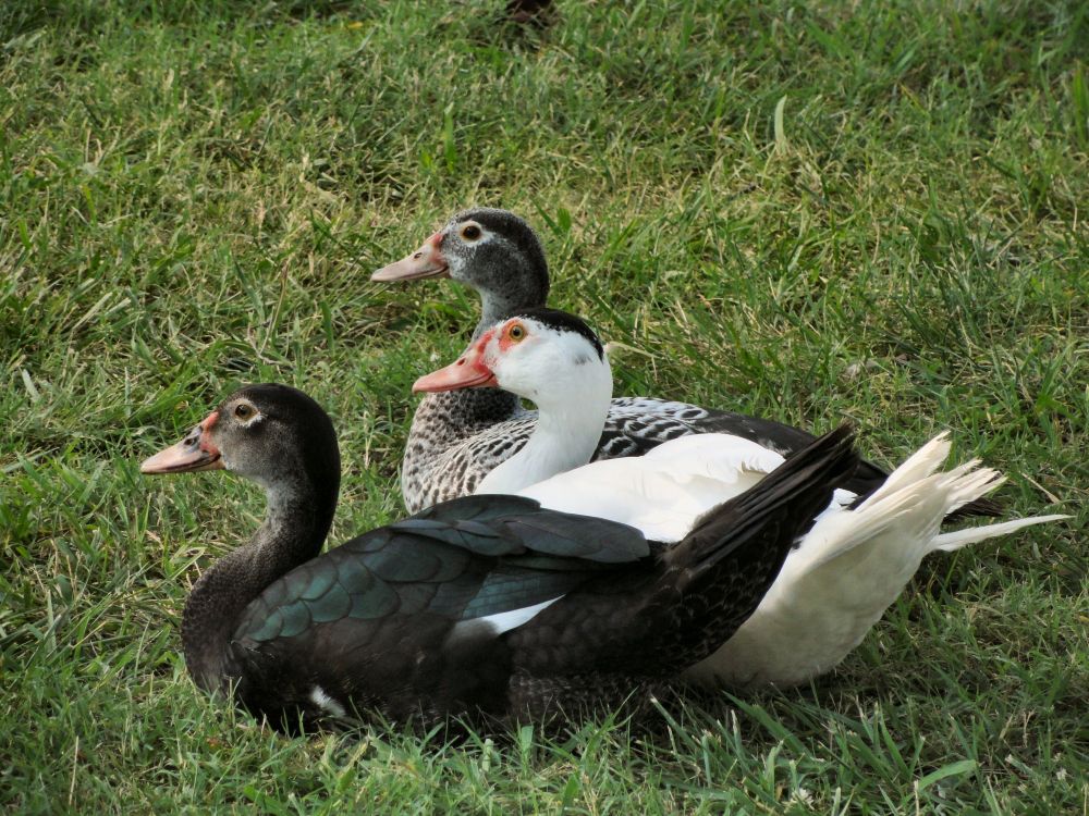 Three ducks, one black, one white, and one mottled black and white. They are Muscovy and mallard crosses, known as mule ducks. They are sitting on green grass.