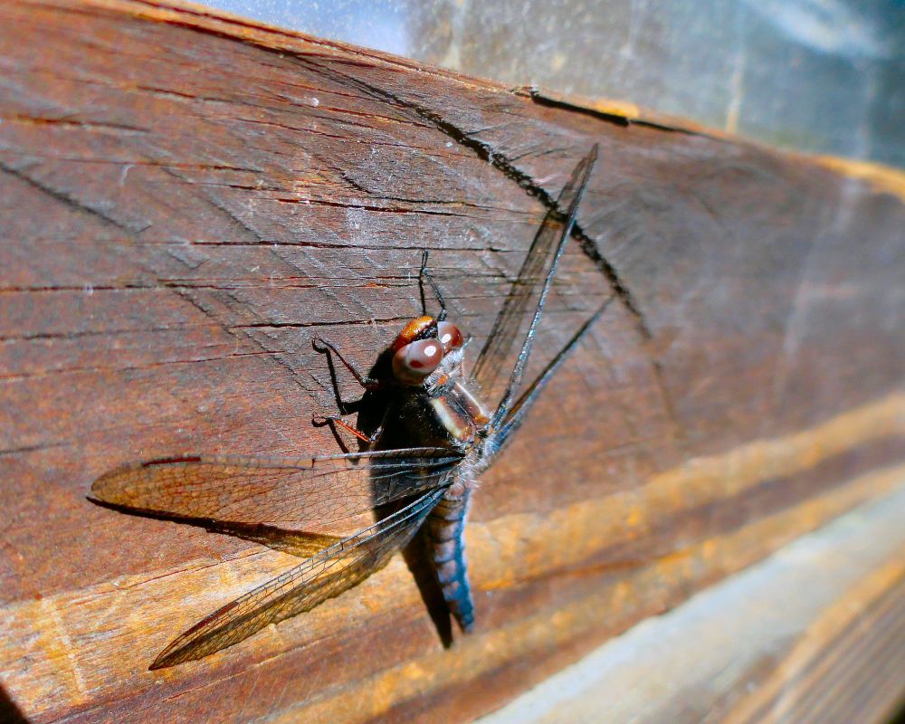 Brown dragonfly perched on a piece of unpainted wood.
