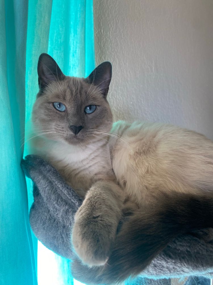 Siamese Cat looks at camera 