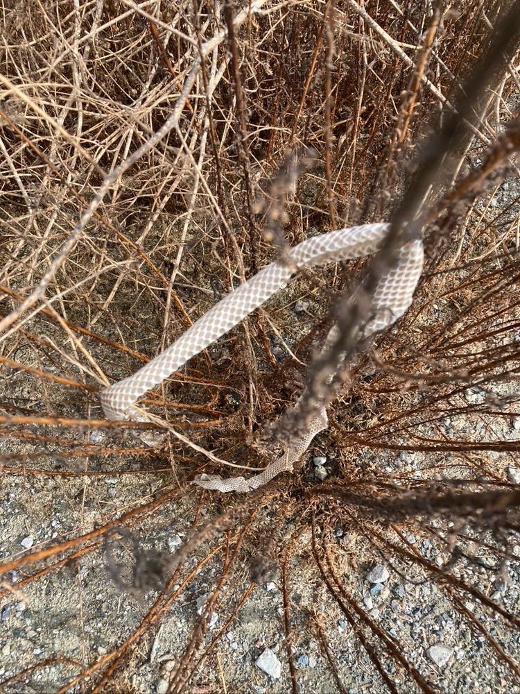 A shed snakeskin in dead autumn foliage