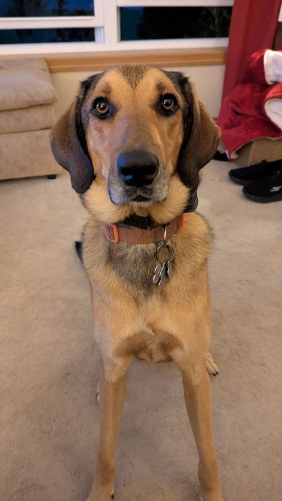 My dog Jax.  He's a golden colored hound with long black ears.  He is sitting on his haunches. His tags are visible hanging from his orange collar.