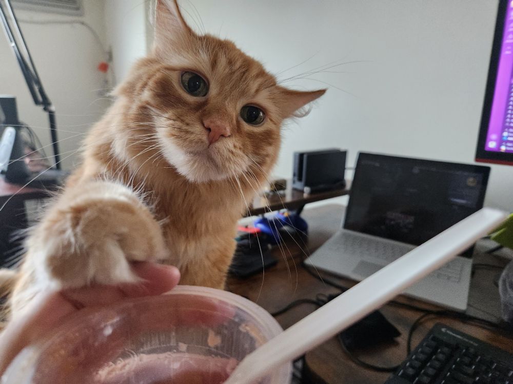 Orange cat reaching out towards a plastic cup of applesauce.