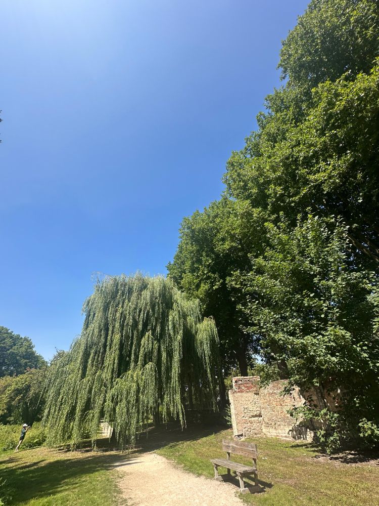 Weeping willow in a park in Reims. 