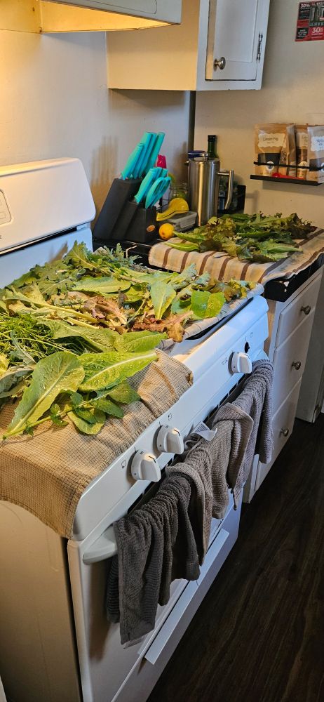 A picture of all the salad greens laid out on the stove and counter 
