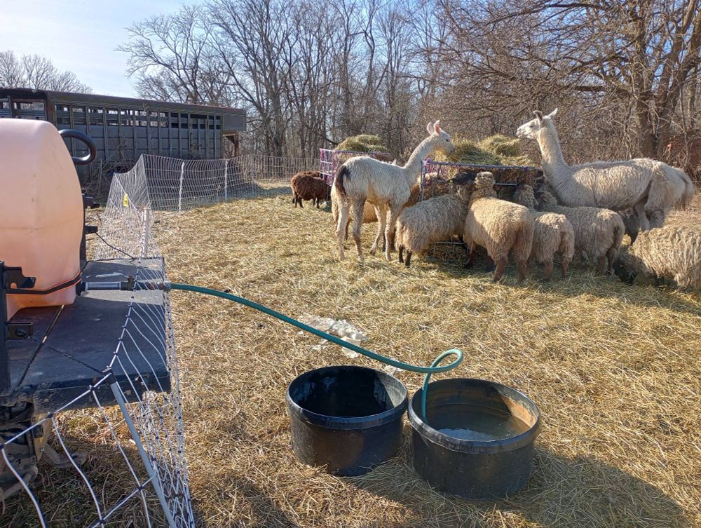 Water tanks fill from tank on vehicle while sheep, goats, and llamas eat hay in the background. Photo by Elise Koning. 
