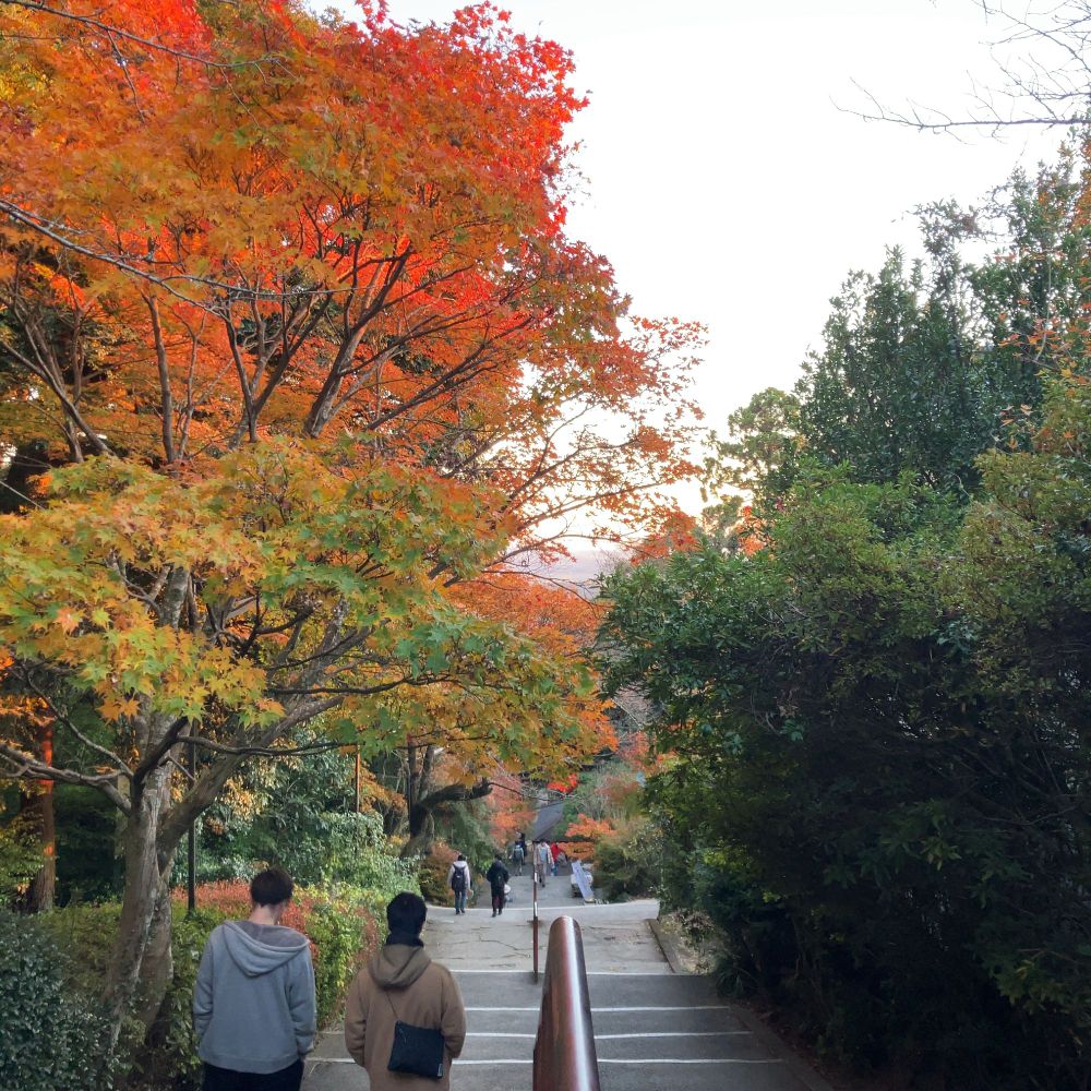 Path with Red Leaves
"Walking back through a path lined with fiery red leaves. Such a peaceful and scenic moment."