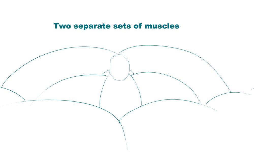 "Two separate sets of muscles"