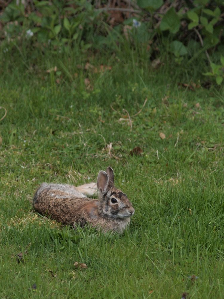 A wild, fluffy, brown and grey rabbit laying down and relaxing in a slightly overgrown grass yard