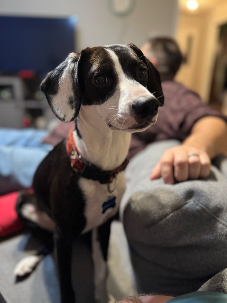 Dodger being extremely cute