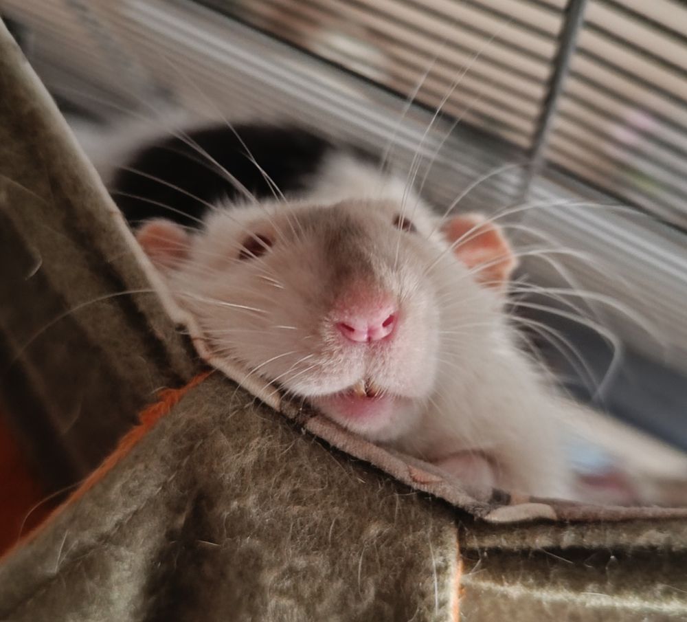 Close up of my rat looking goofy