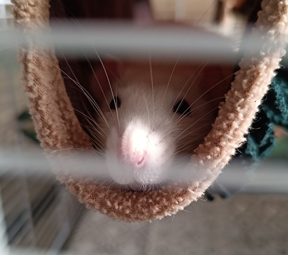 Rat peeping out of his hammock 