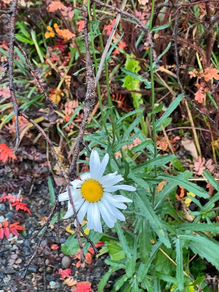 Kukkiva päivänkakkara marraskuussa, taustalla ruskalehtinen juhannusruusu. 