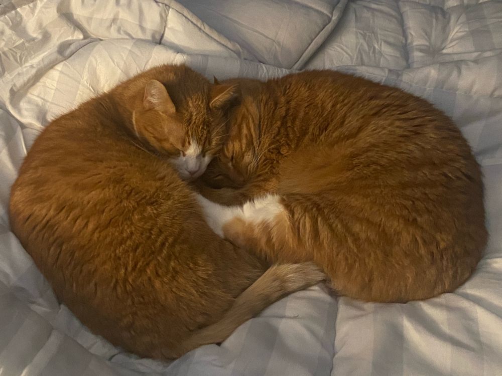 Two orange and white cats cuddled together on the bed. 