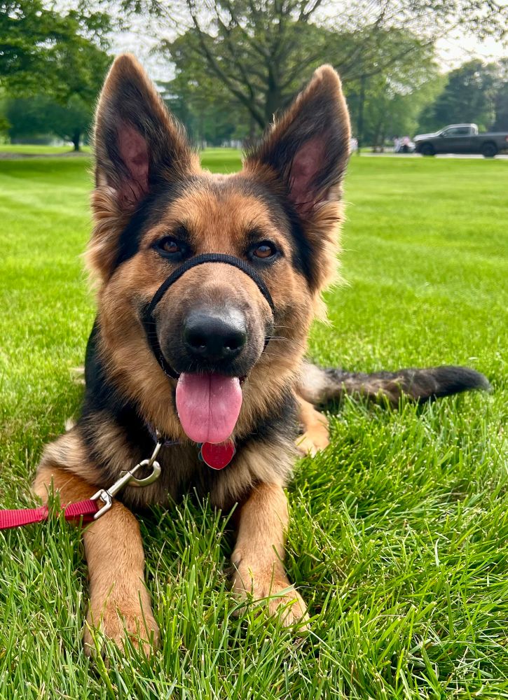 Velma, a black and tan coated GSD laying in the grass with ears up and tongue out (as always). 