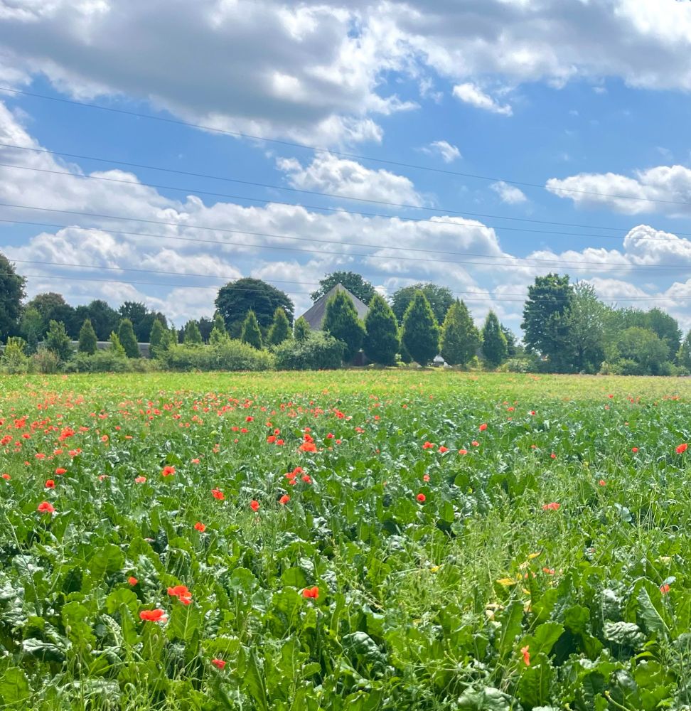 A field full of red poppies and a blue sky with white clouds