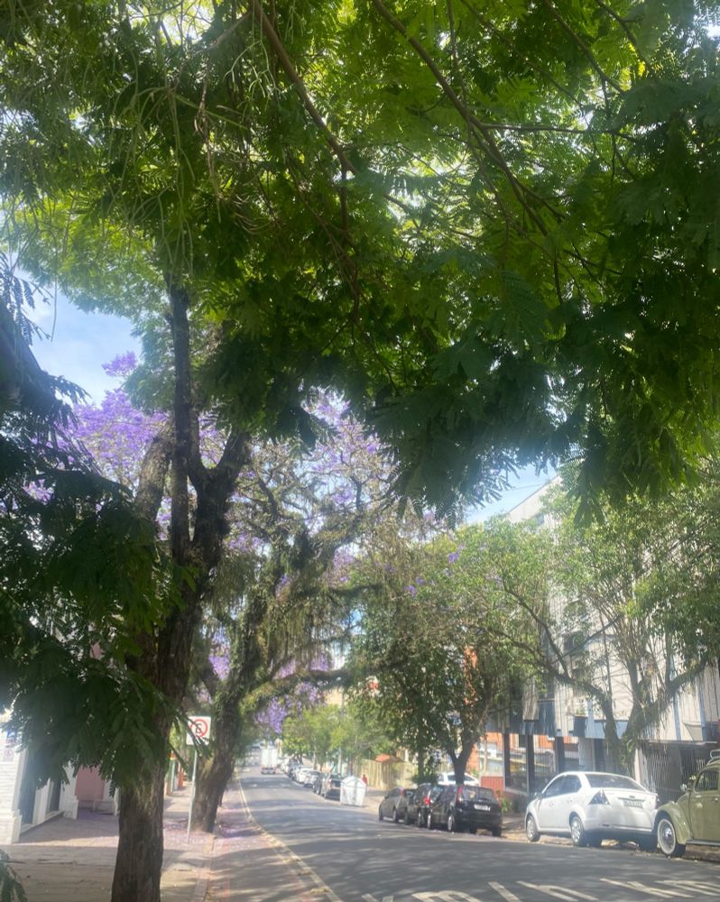 A street lined with large green trees and a purple flowering jacaranda