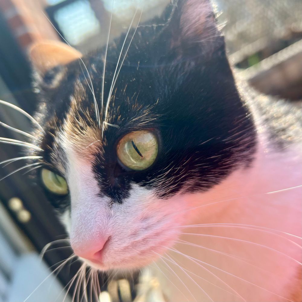 Close up of a wide-eyed house cat
