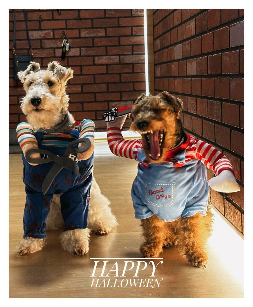 Wire Haired Foxterrier and Welshterrier sitting next to each other on bankrobber Halloween outfits with fake arms